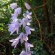 Grow Majestic Chimney Bellflower: Care & Guide | Chimney Works – Expert Chimney Repair, Cleaning & Installation Services