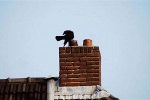 Stop Birds in Your Chimney: Prevention & Removal Tips | Chimney Works – Expert Chimney Repair, Cleaning & Installation Services