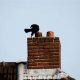 Stop Birds in Your Chimney: Prevention & Removal Tips | Chimney Works – Expert Chimney Repair, Cleaning & Installation Services