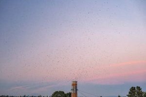 Portland's Chimney Swifts: Birds & Conservation | Chimney Works – Expert Chimney Repair, Cleaning & Installation Services